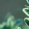 Buxus sempervirens 'Elegantissima', leaves