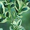 Buxus sempervirens 'Elegantissima', leaves