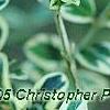 Buxus sempervirens 'Elegantissima', leaves