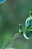 Buxus sempervirens 'Elegantissima', leaves