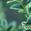 Buxus sempervirens 'Elegantissima', leaves