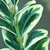 Buxus sempervirens 'Elegantissima', leaves