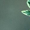 Buxus sempervirens 'Elegantissima', leaves