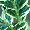 Buxus sempervirens 'Elegantissima', leaves