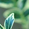 Buxus sempervirens 'Elegantissima', leaves