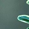 Buxus sempervirens 'Elegantissima', leaves