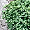 Buxus sempervirens 'Vardar Valley', habit