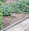 Buxus sempervirens 'Vardar Valley', habit
