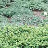 Buxus sempervirens 'Vardar Valley', habit
