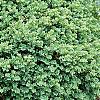 Buxus sempervirens 'Vardar Valley', habit