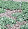 Buxus sempervirens 'Vardar Valley', habit