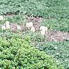 Buxus sempervirens 'Vardar Valley', habit
