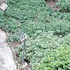 Buxus sempervirens 'Vardar Valley', habit
