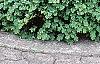Buxus sempervirens 'Vardar Valley', habit