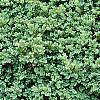 Buxus sempervirens 'Vardar Valley', habit