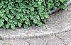 Buxus sempervirens 'Vardar Valley', habit