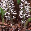 Pachysandra procumbens, habit