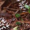 Pachysandra procumbens, habit