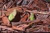 Pachysandra procumbens, habit
