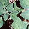 Pachysandra procumbens, leaves