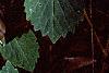 Pachysandra procumbens, leaves