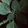 Pachysandra procumbens, leaves