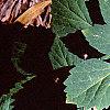 Pachysandra procumbens, leaves
