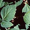 Pachysandra procumbens, leaves