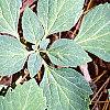 Pachysandra procumbens, leaves