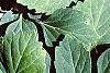 Pachysandra procumbens, leaves