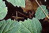 Pachysandra procumbens, leaves