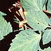 Pachysandra procumbens, leaves