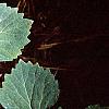 Pachysandra procumbens, leaves