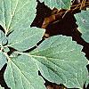 Pachysandra procumbens, leaves