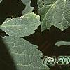 Pachysandra procumbens, leaves