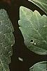 Pachysandra procumbens, leaves