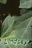 Pachysandra procumbens, leaves