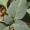 Pachysandra procumbens, leaves