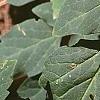 Pachysandra procumbens, leaves