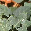Pachysandra procumbens, leaves