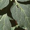 Pachysandra procumbens, leaves