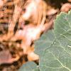 Pachysandra procumbens, leaves