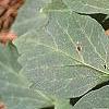 Pachysandra procumbens, leaves