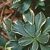 Pachysandra terminalis 'Variegata', leaves