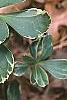 Pachysandra terminalis 'Variegata', leaves