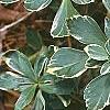 Pachysandra terminalis 'Variegata', leaves