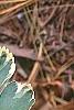 Pachysandra terminalis 'Variegata', leaves