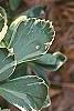 Pachysandra terminalis 'Variegata', leaves