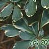 Pachysandra terminalis 'Variegata', leaves