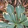 Pachysandra terminalis 'Variegata', leaves